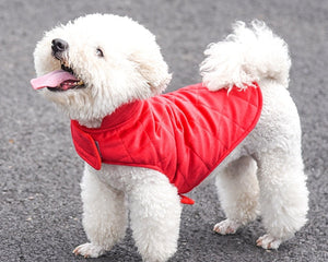 Collection image for: Pet Needs and Apparel